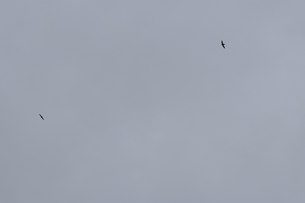 Chimney Swift - ML96504521