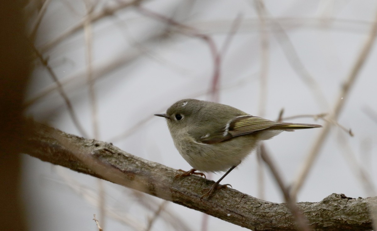 Ruby-crowned Kinglet - ML96505191