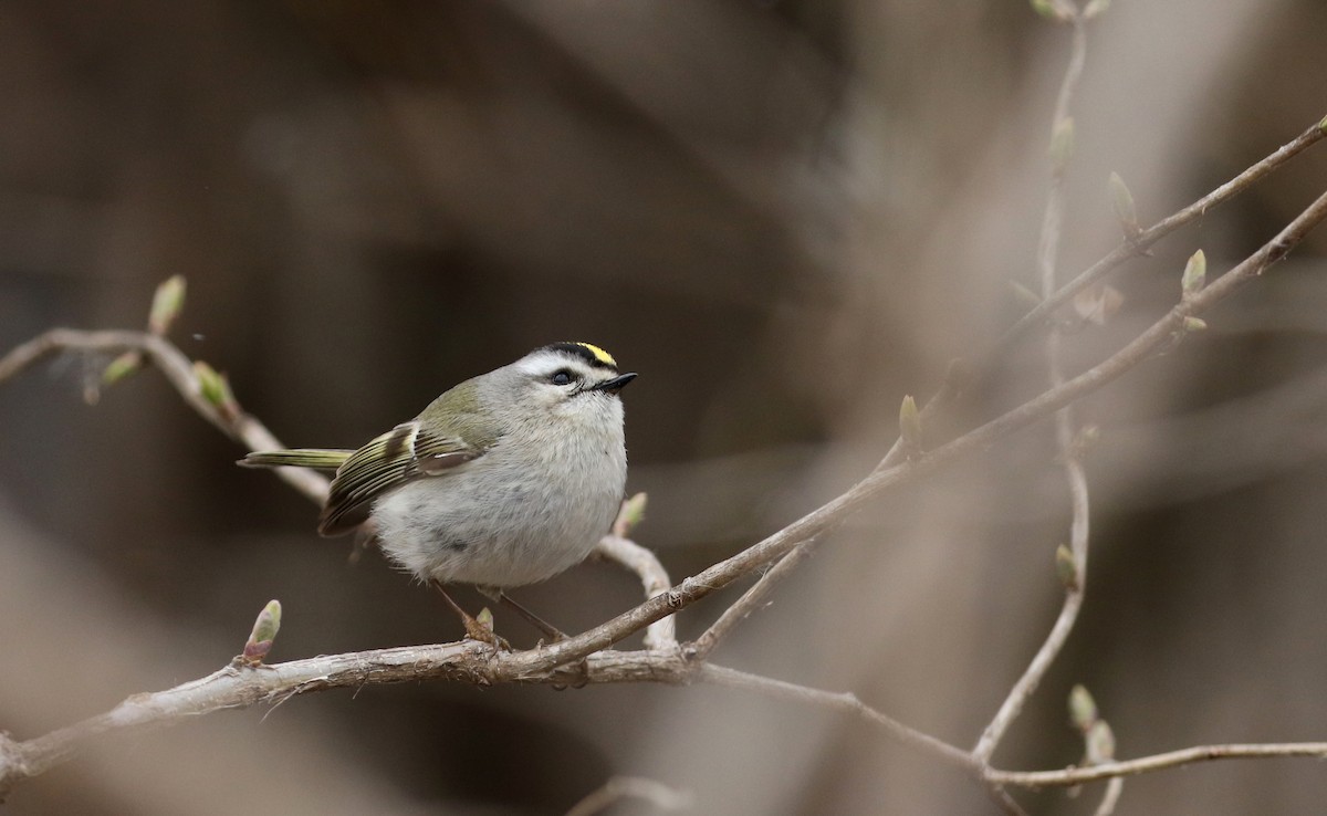 Golden-crowned Kinglet - ML96505521