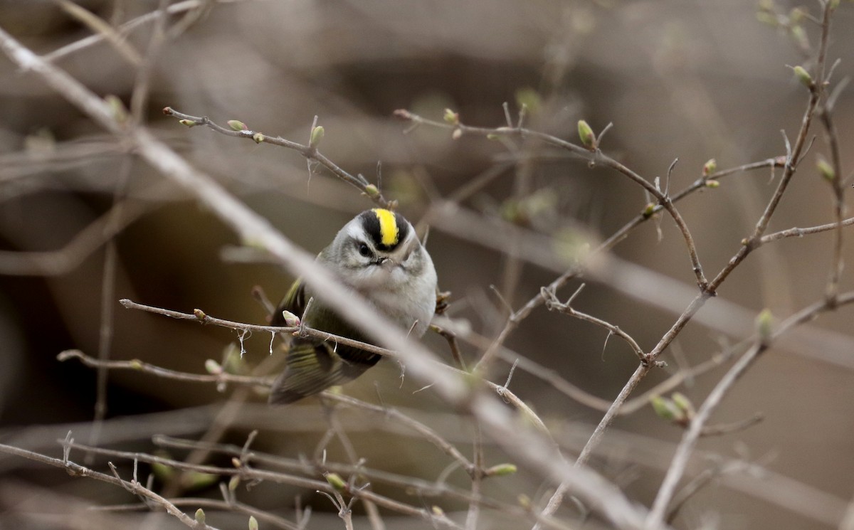 Golden-crowned Kinglet - ML96505571