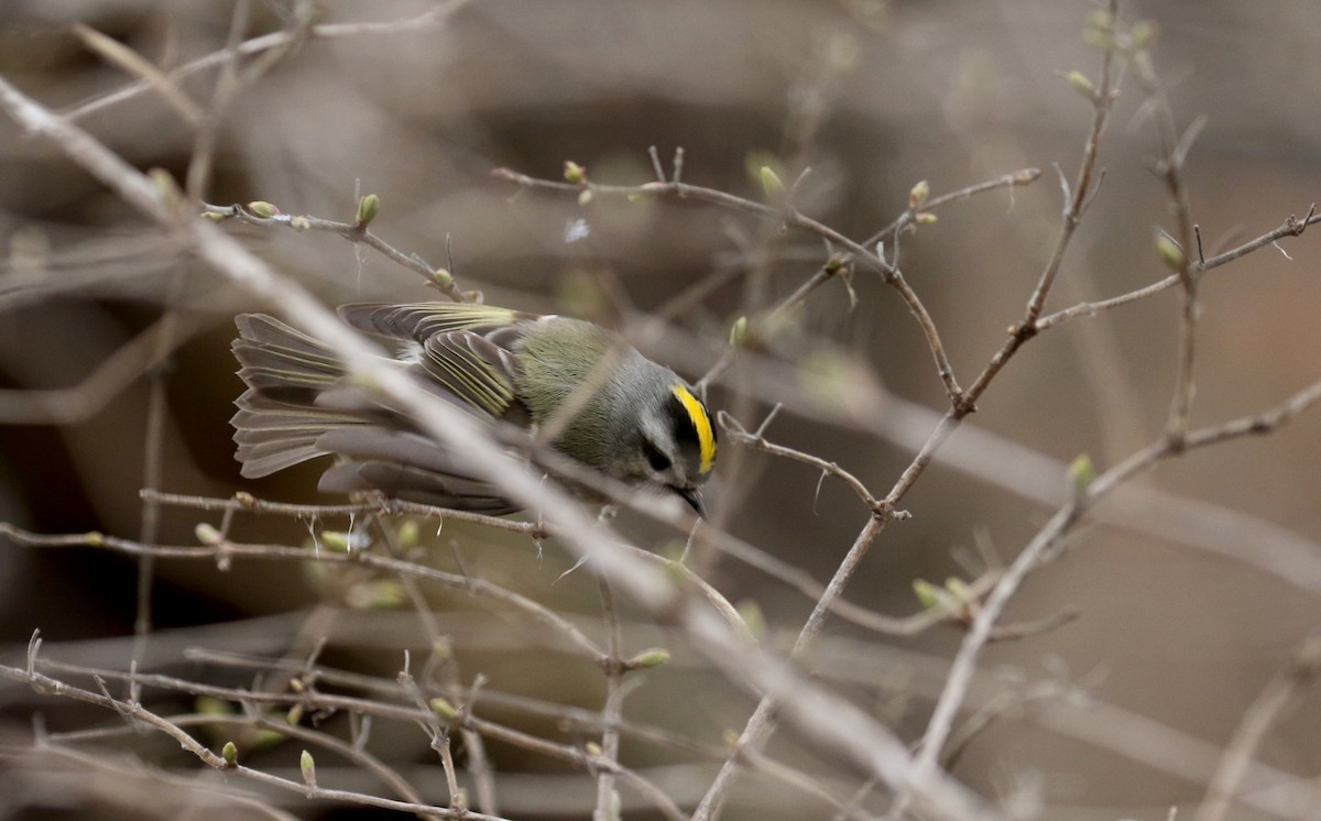 Golden-crowned Kinglet - ML96505691