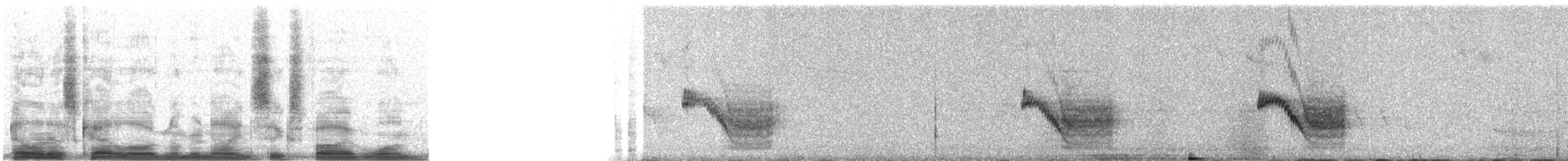 Northern House Wren (Brown-throated) - ML9651