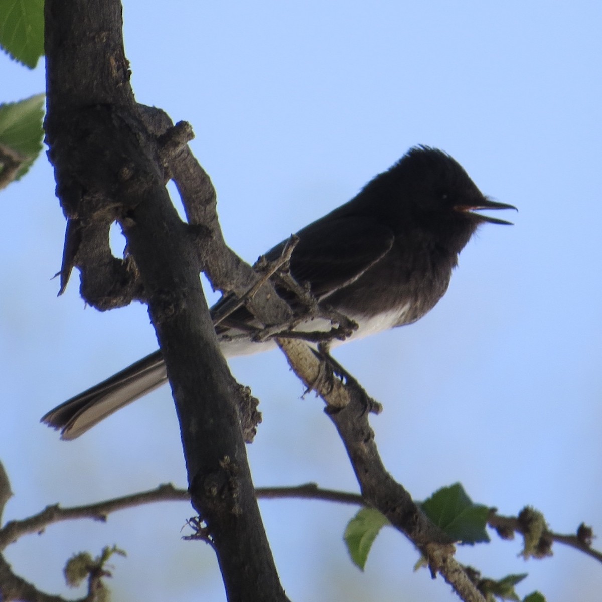 Black Phoebe - Vikki Jones