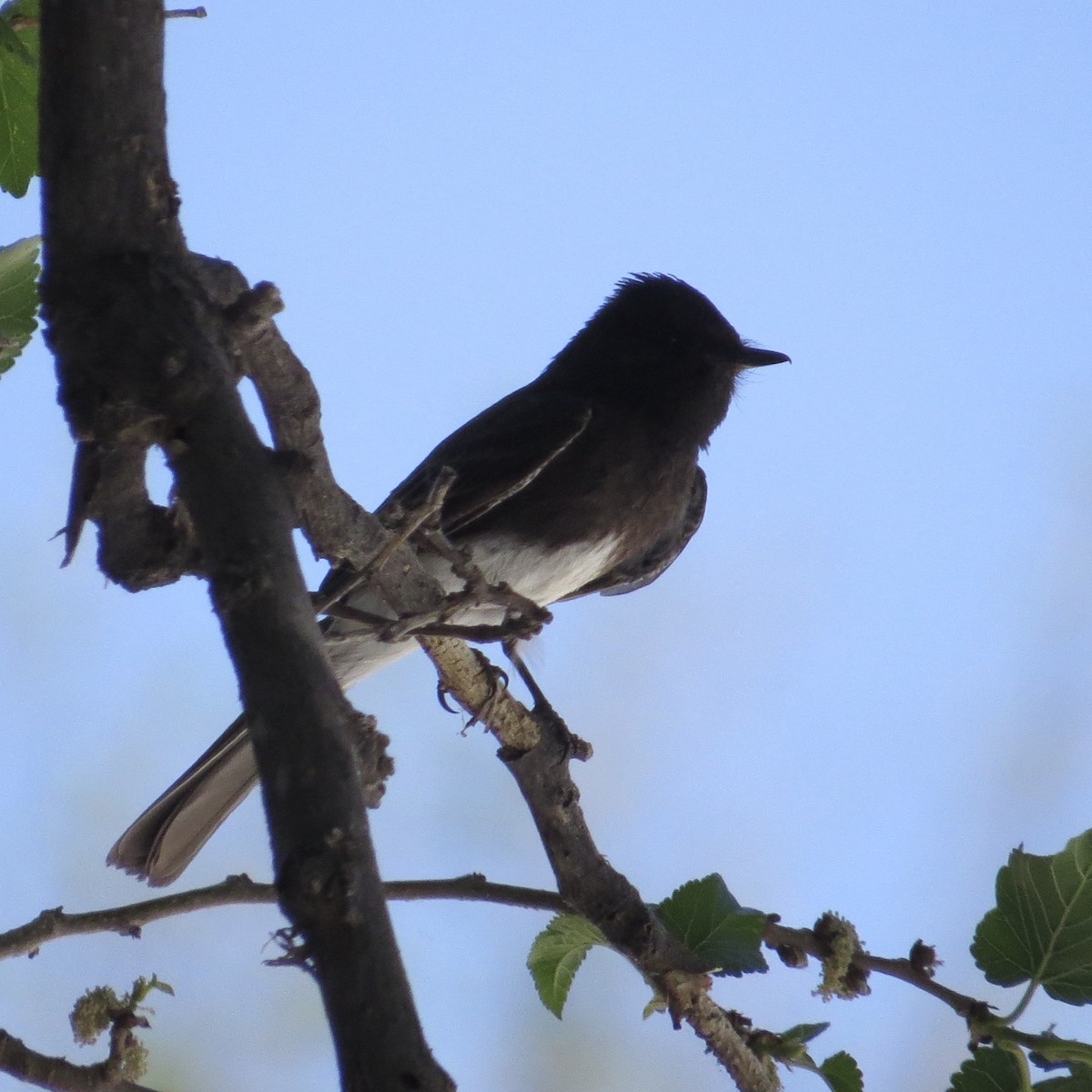 Black Phoebe - ML96510531