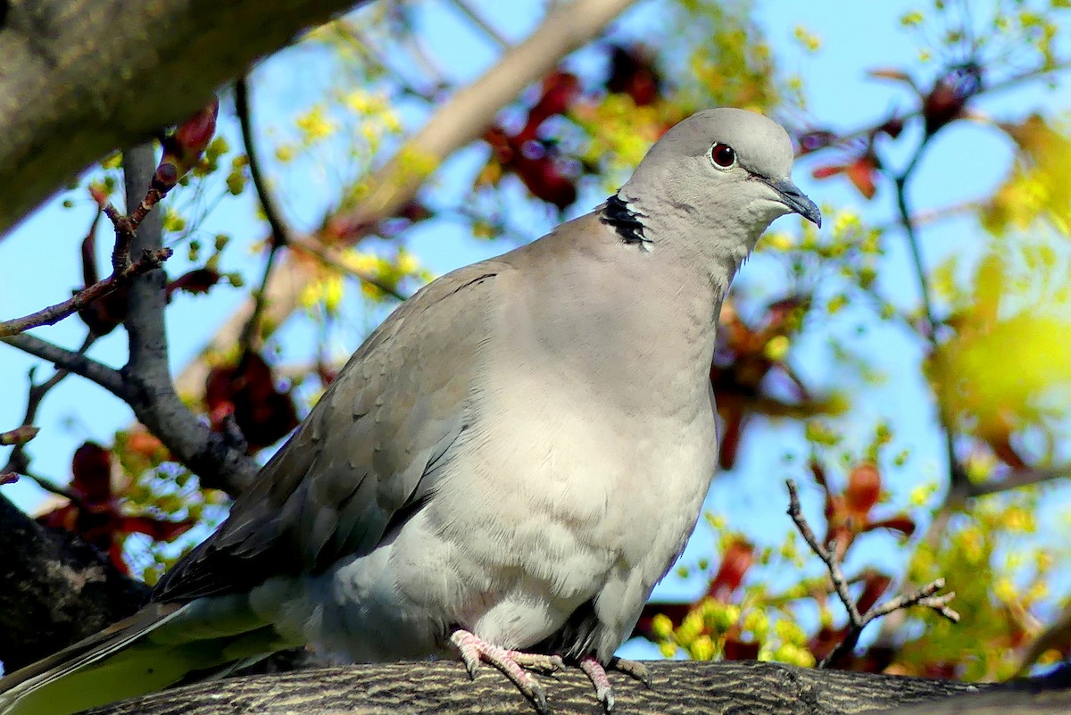 Eurasian Collared-Dove - Brad Vissia