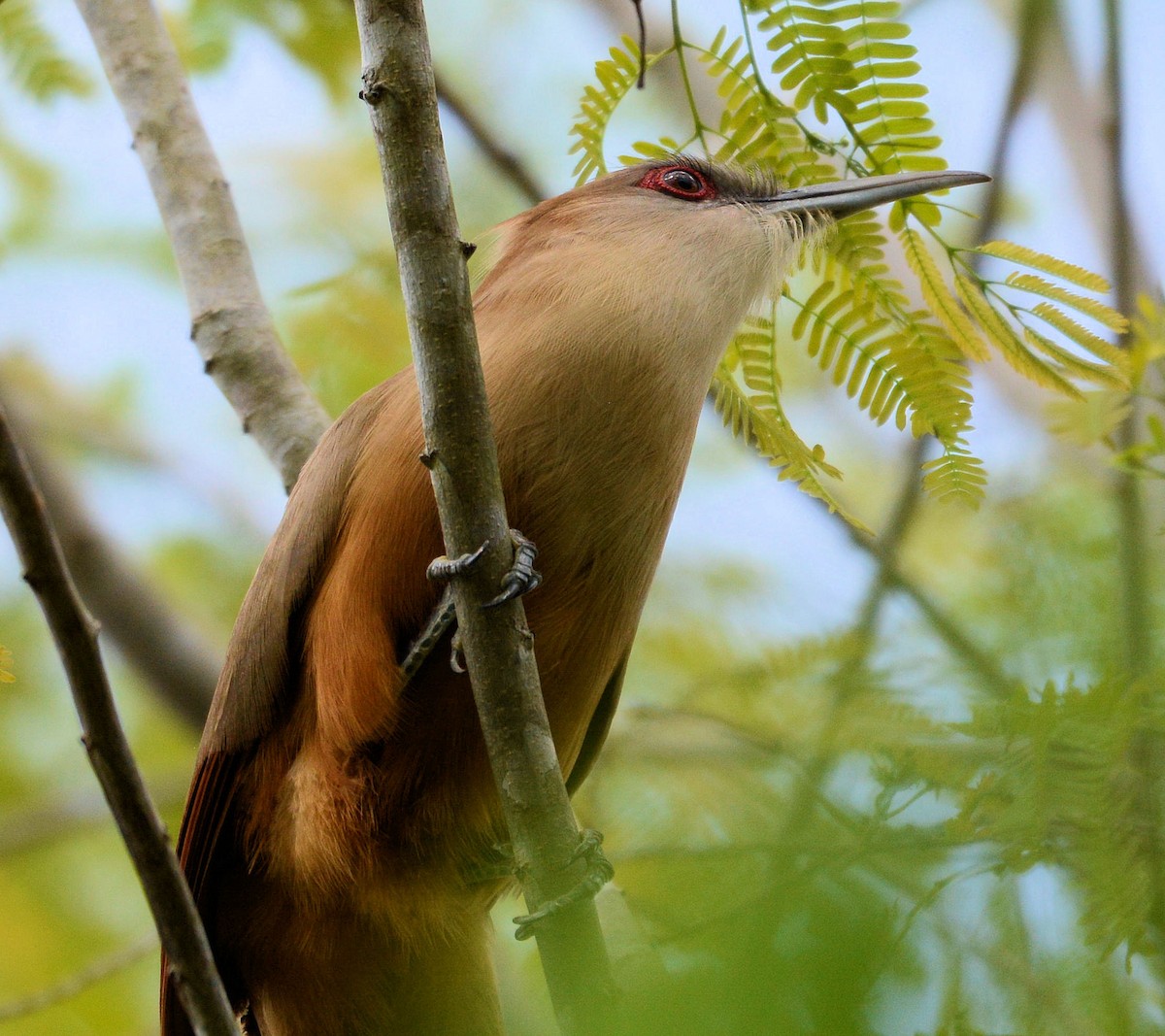 Great Lizard-Cuckoo (Cuban) - ML96514101