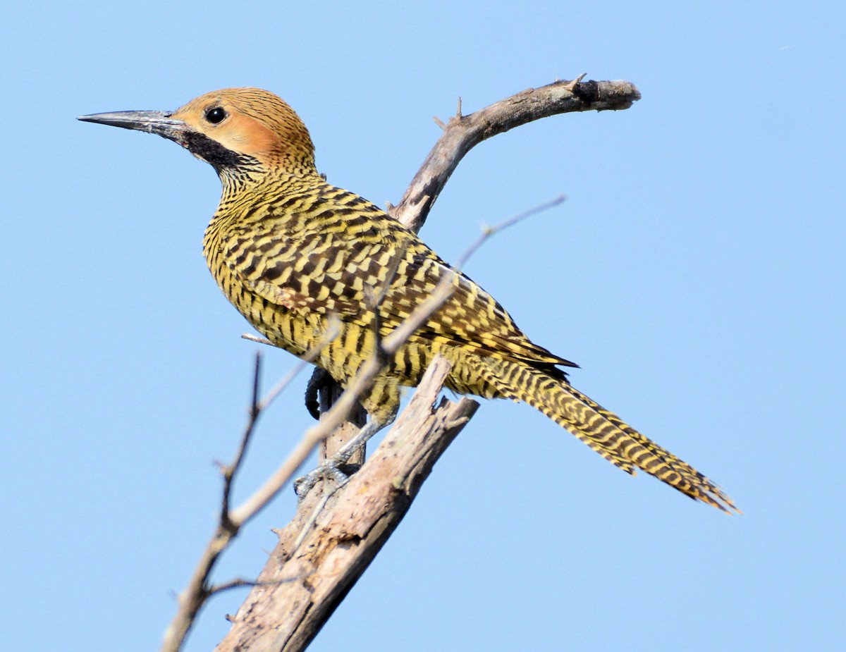 Fernandina's Flicker - Kenneth Butler