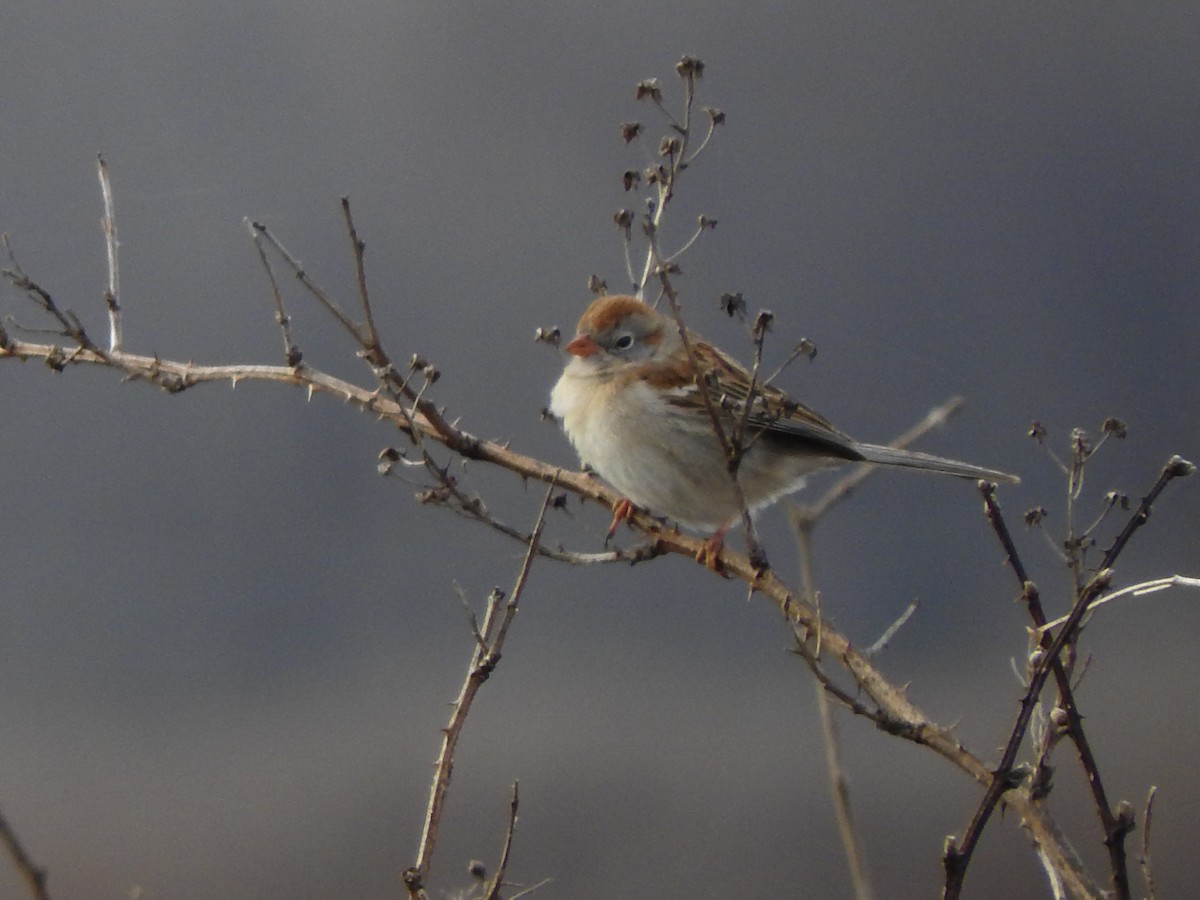 Field Sparrow - ML96515701