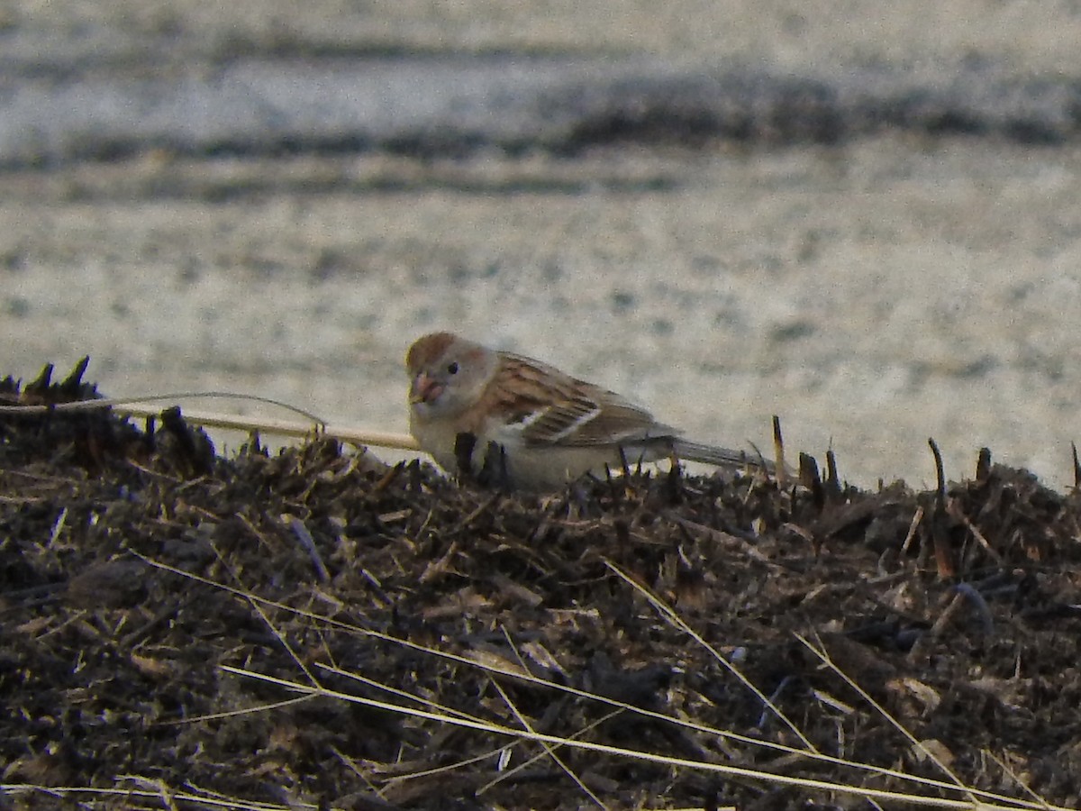 Field Sparrow - ML96515711