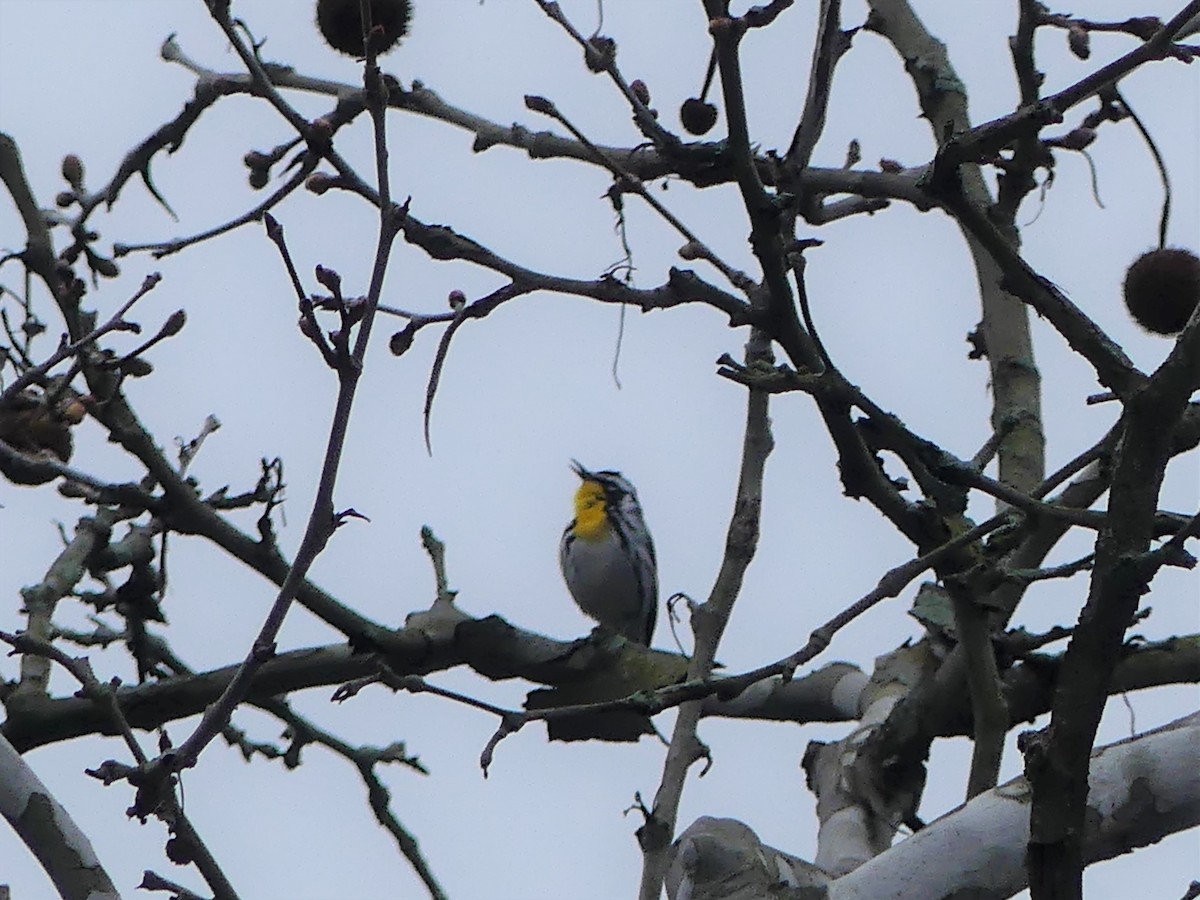 Yellow-throated Warbler - ML96517841