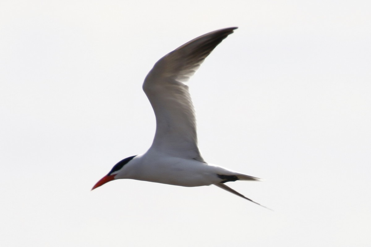 Caspian Tern - ML96518511