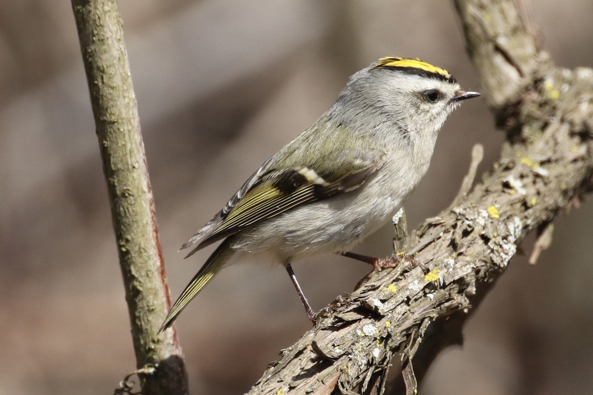 Roitelet à couronne dorée - ML96519101