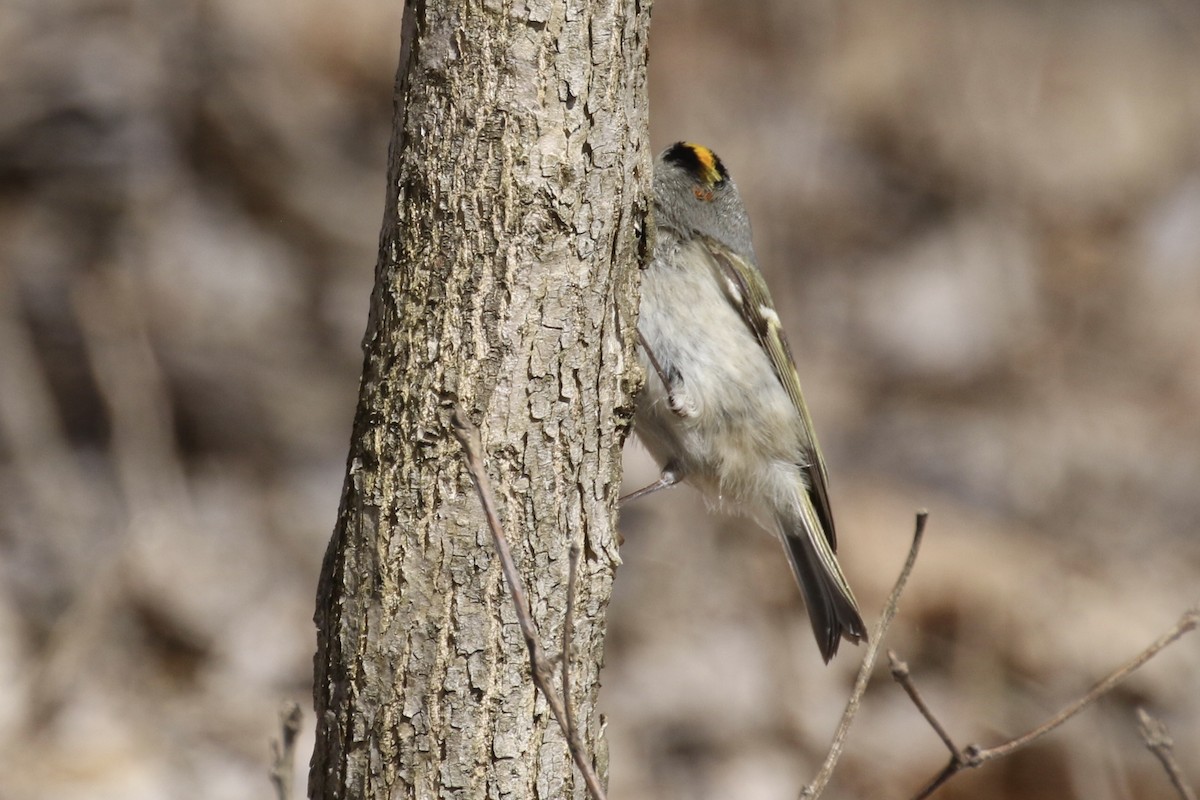 Golden-crowned Kinglet - ML96519111