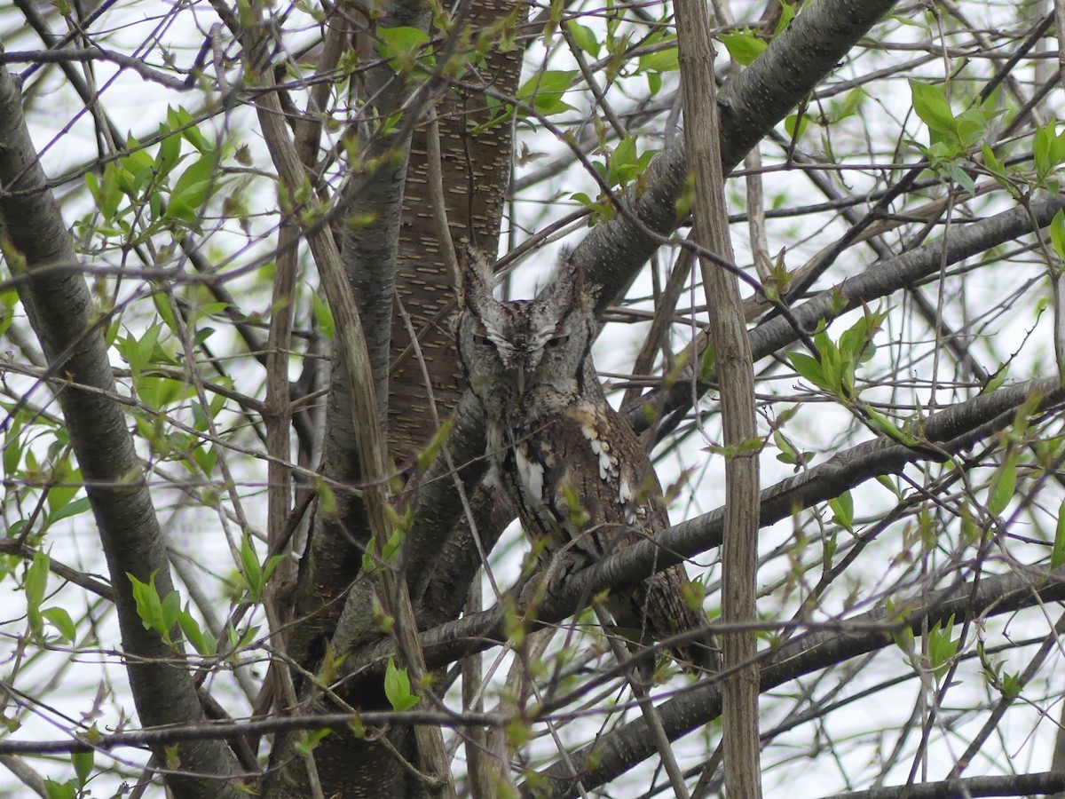 Eastern Screech-Owl - ML96519161