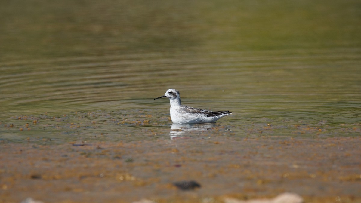 Red-necked Phalarope - ML96520131