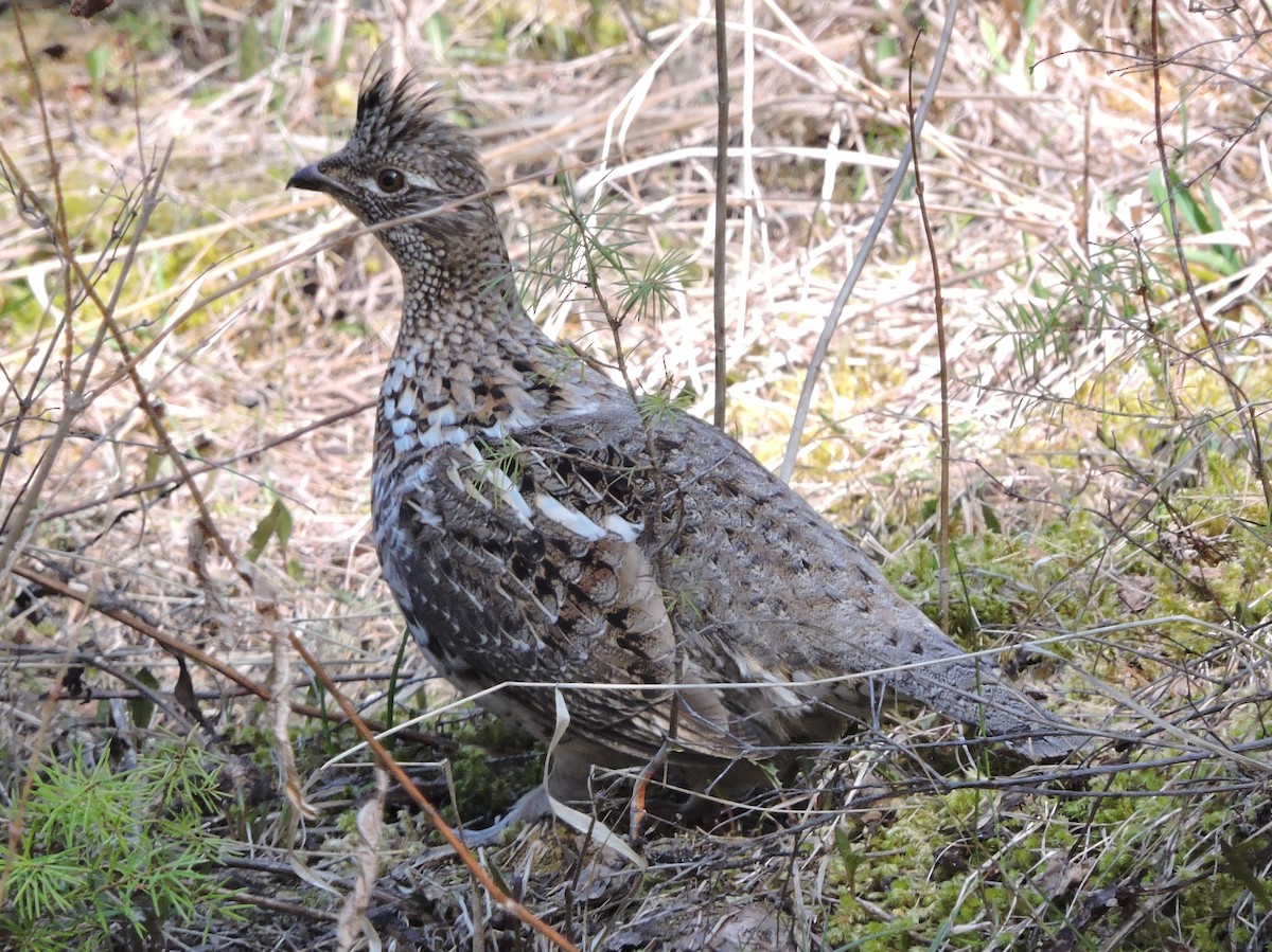 Ruffed Grouse - ML96522171