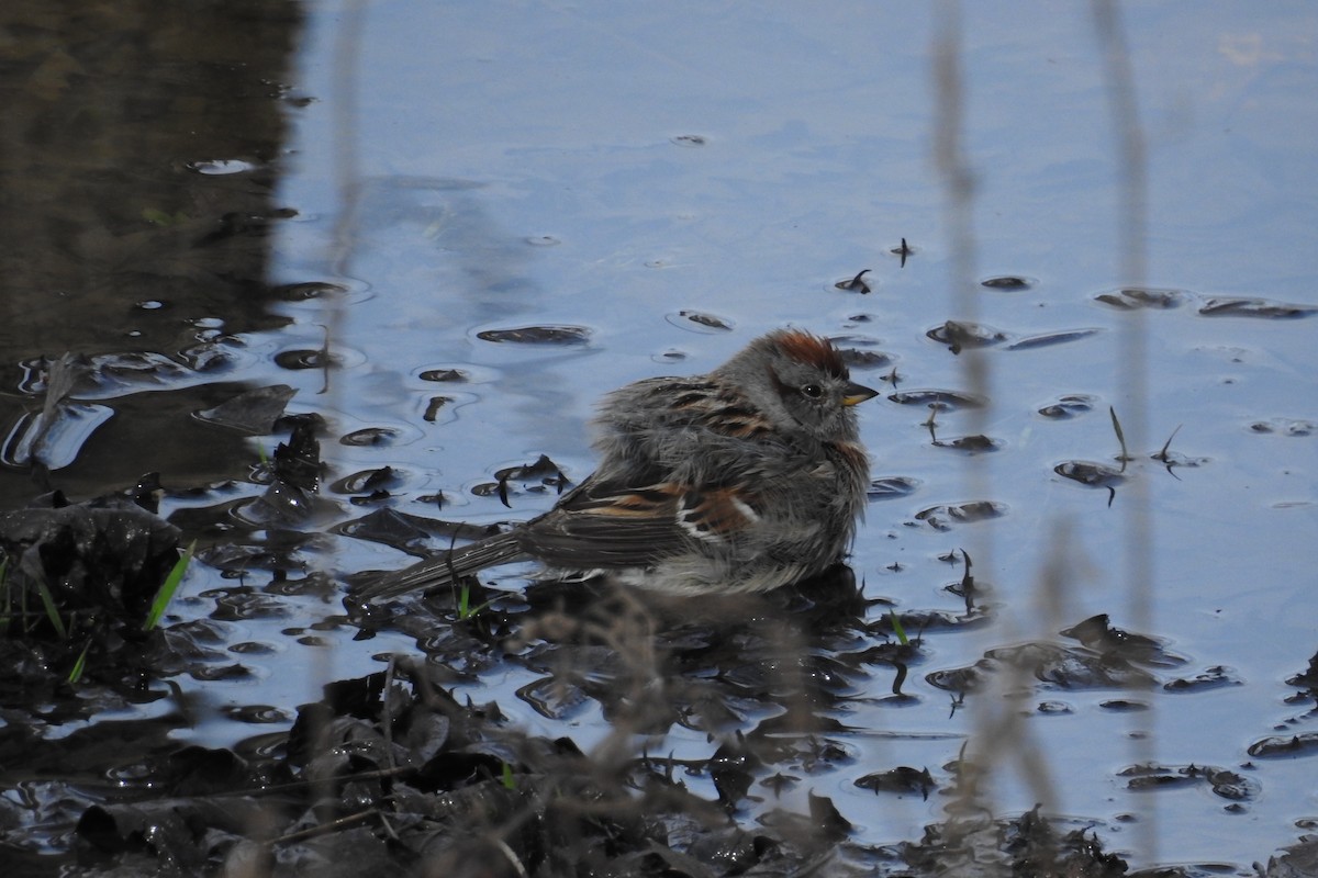 American Tree Sparrow - ML96523871