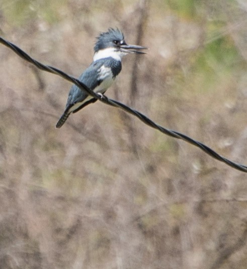 Belted Kingfisher - ML96524051