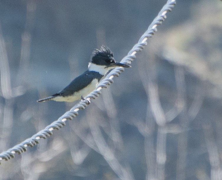 Belted Kingfisher - ML96524061