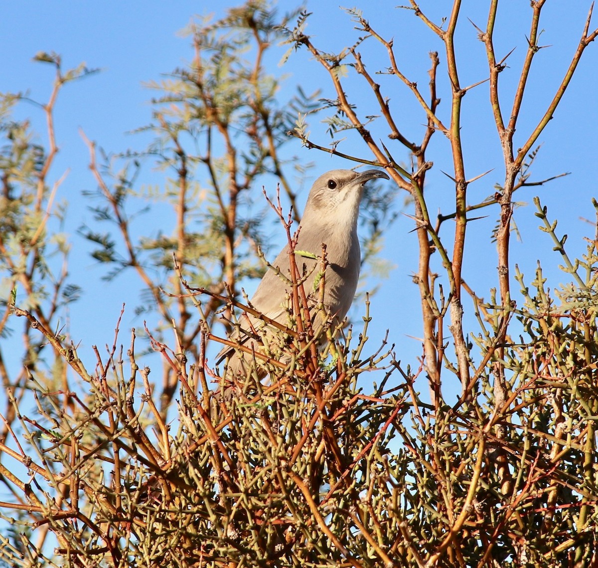 LeConte's Thrasher - ML96524681