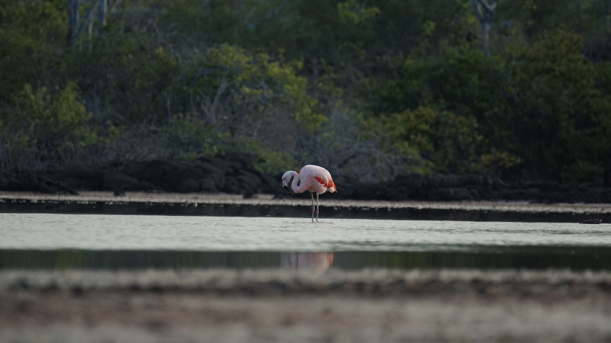 Chilean Flamingo - ML96525051