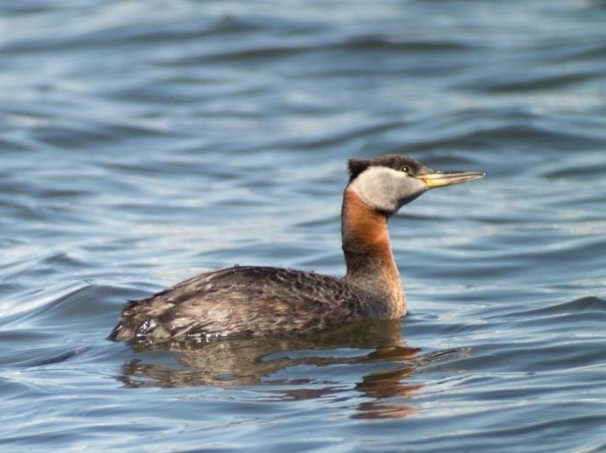 Red-necked Grebe - ML96526131
