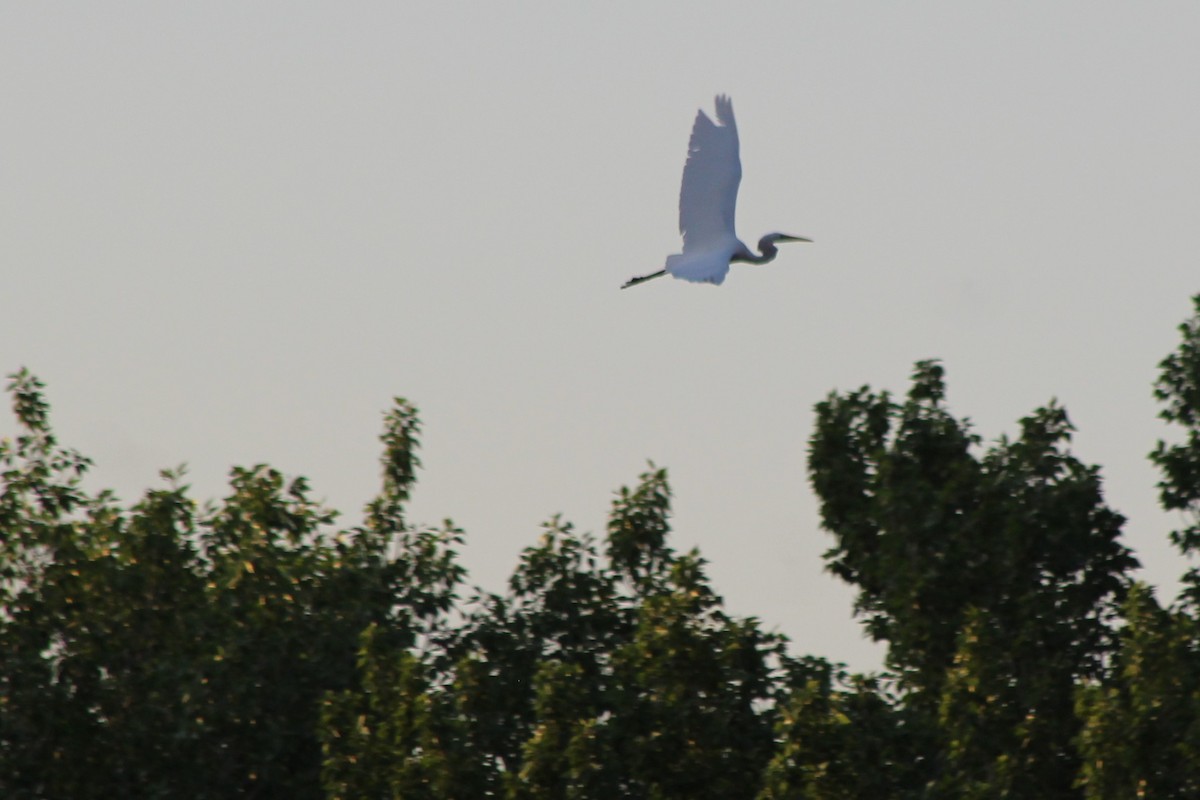 Great Egret - ML96527411