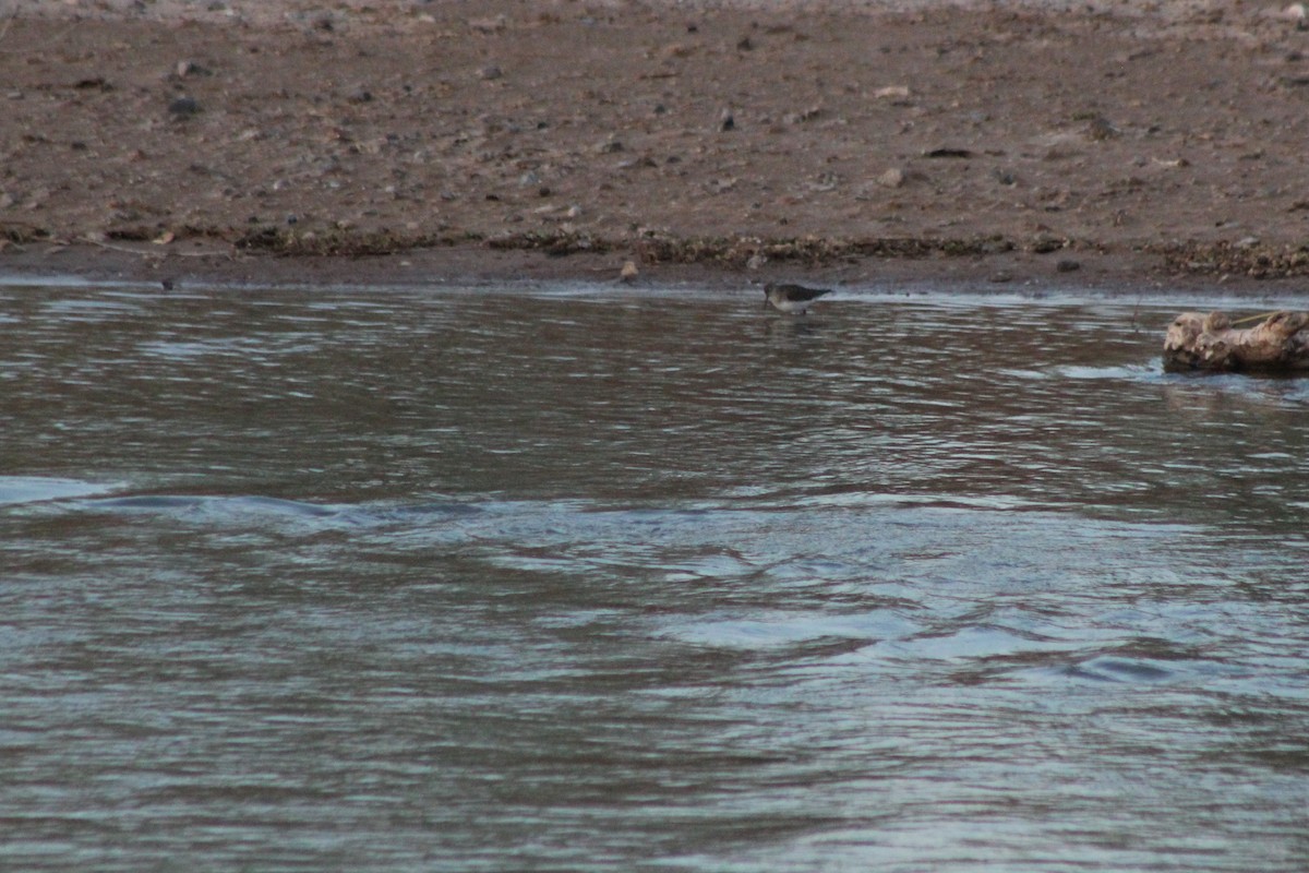 Solitary Sandpiper - David Lerwill