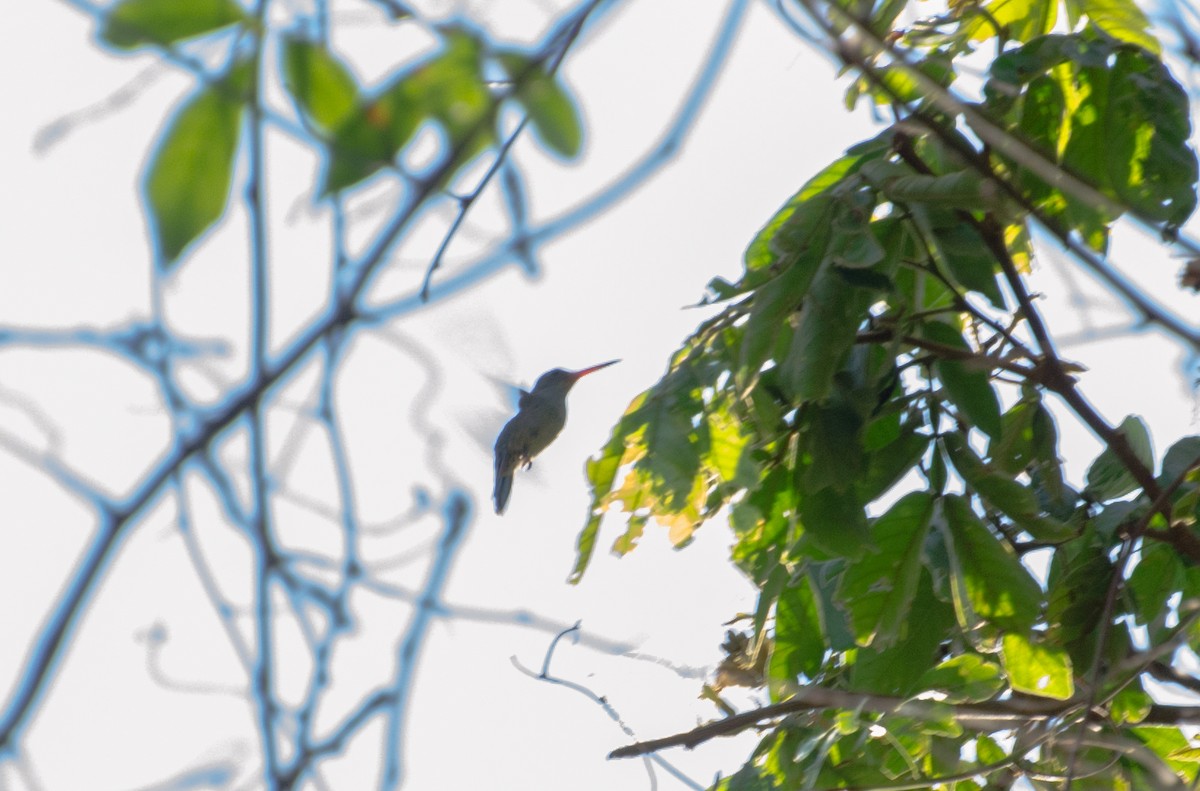 Gilded Hummingbird - ML96528881
