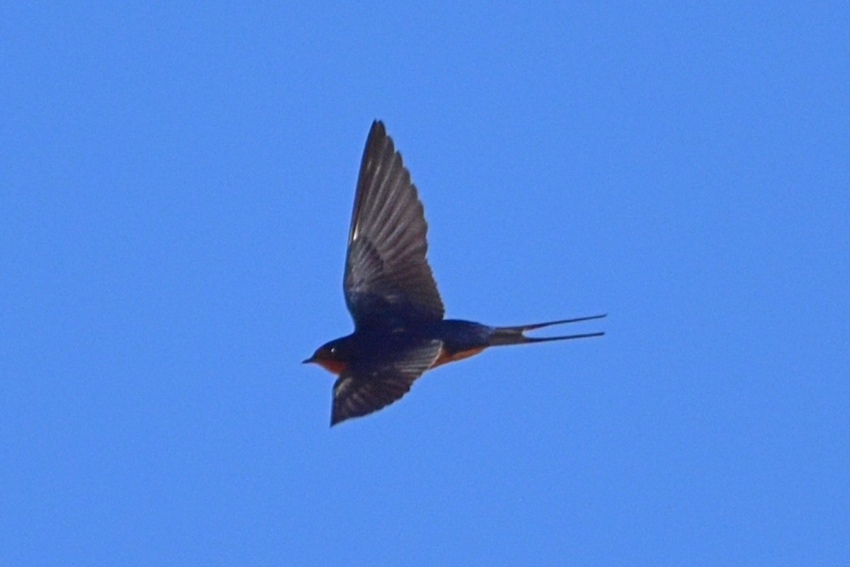 Barn Swallow - ML96529281
