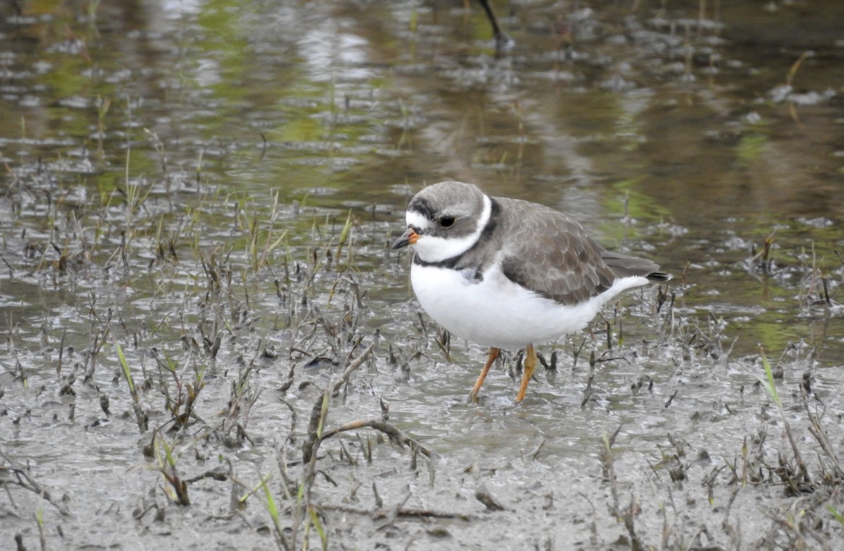 Semipalmated Plover - ML96529531