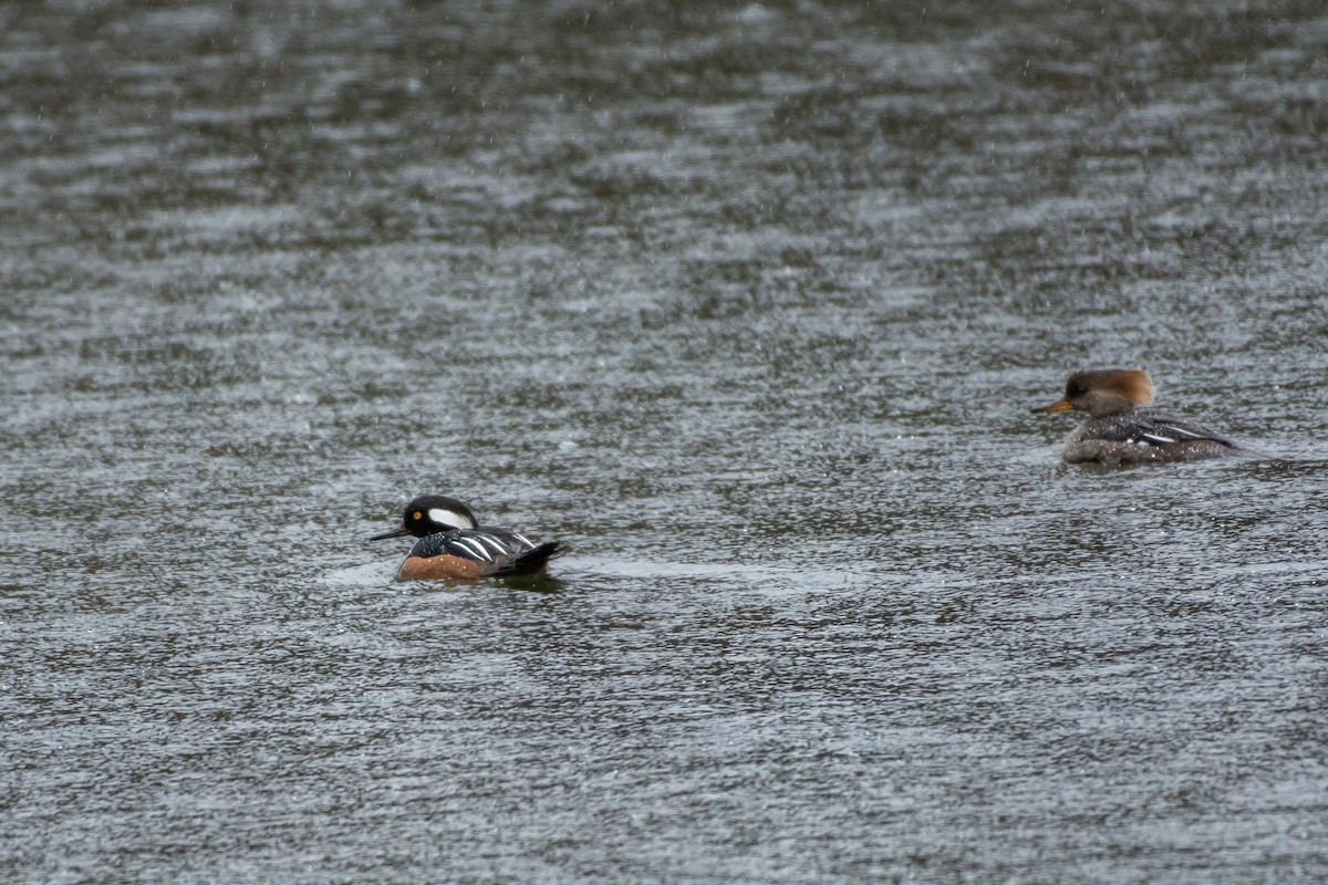 Hooded Merganser - ML96530971