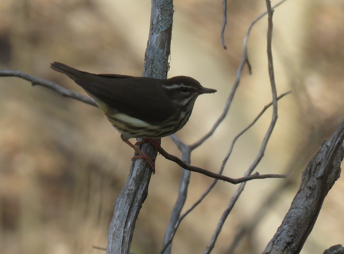 Louisiana Waterthrush - ML96531881