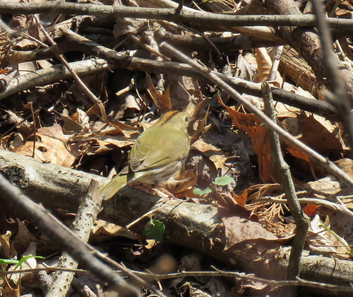 Ovenbird - ML96531991