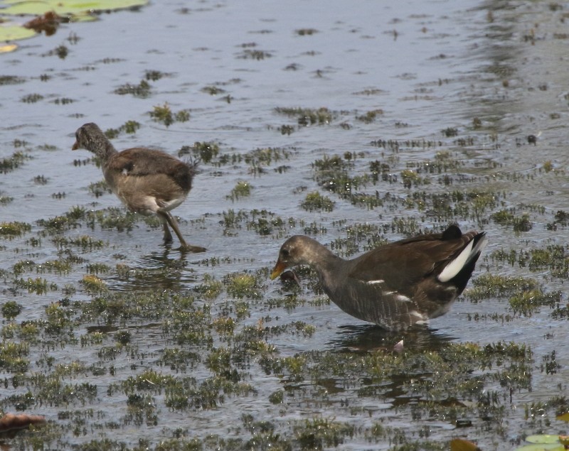 Eurasian Moorhen - ML96532051