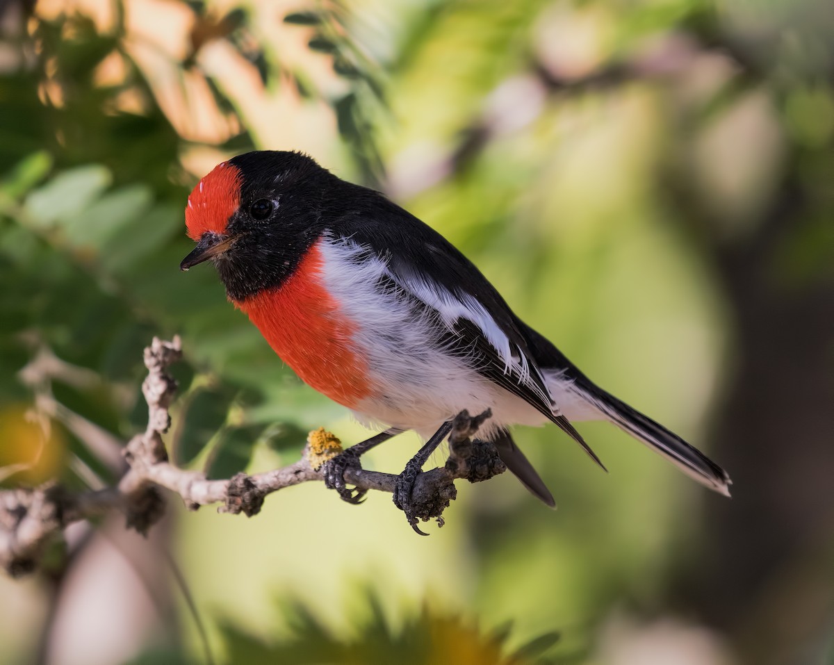 Red-capped Robin - Julie Clark