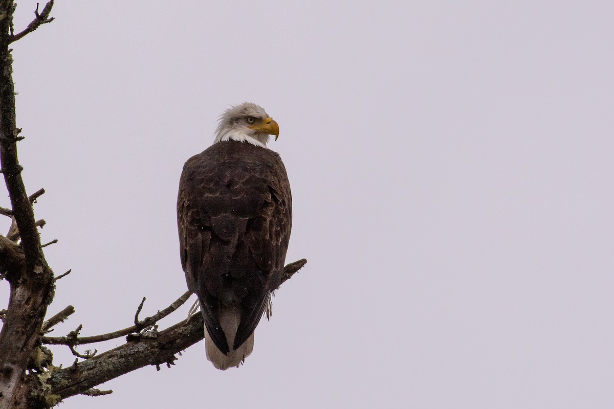 Bald Eagle - ML96532831