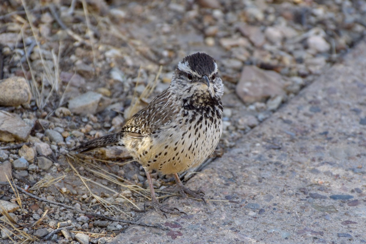 Cactus Wren - ML96533311