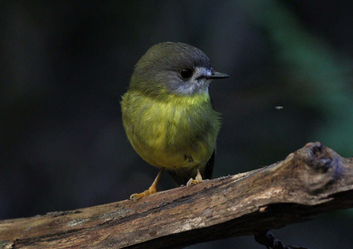 Pale-yellow Robin - ML96533481