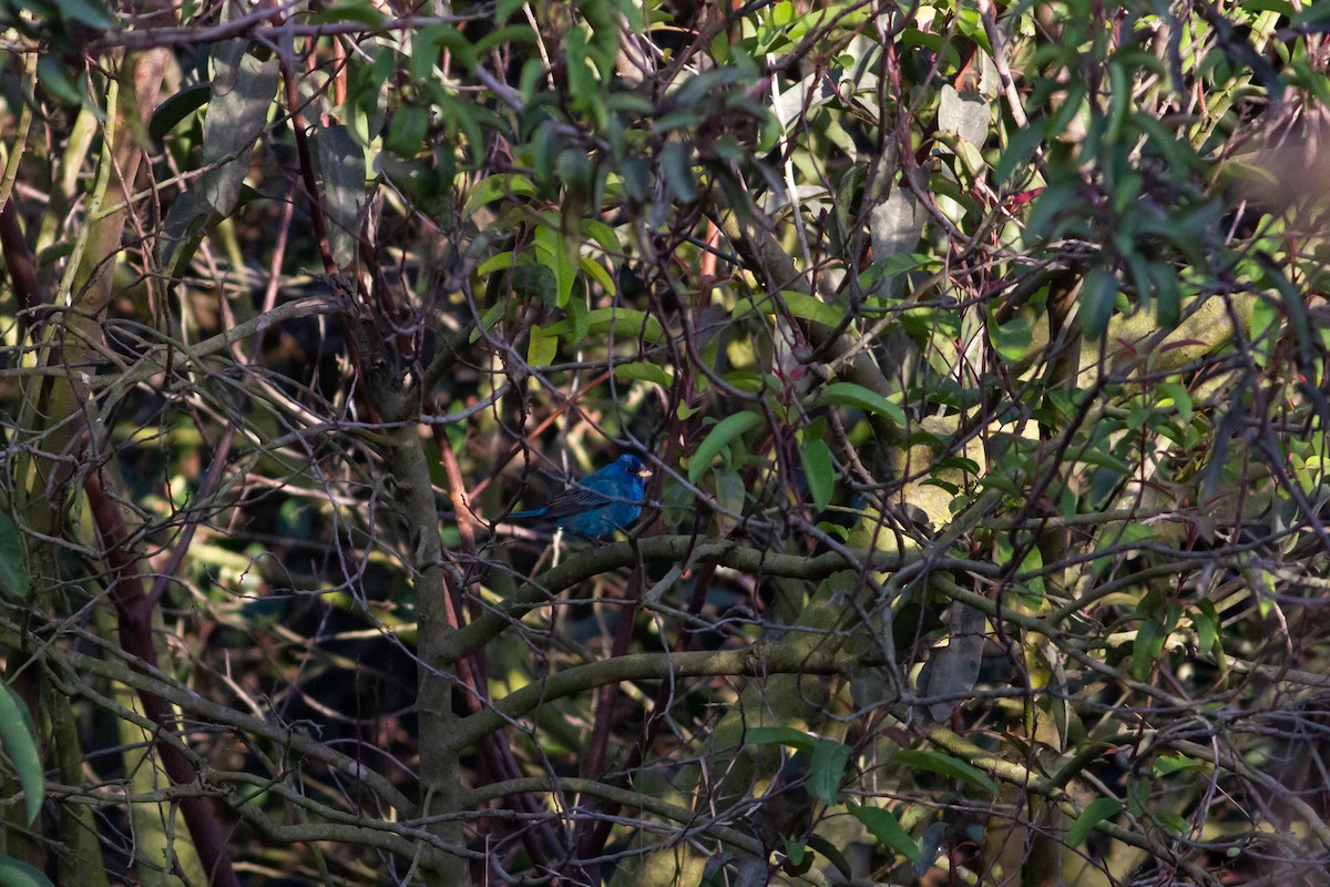 Indigo Bunting - ML96533951