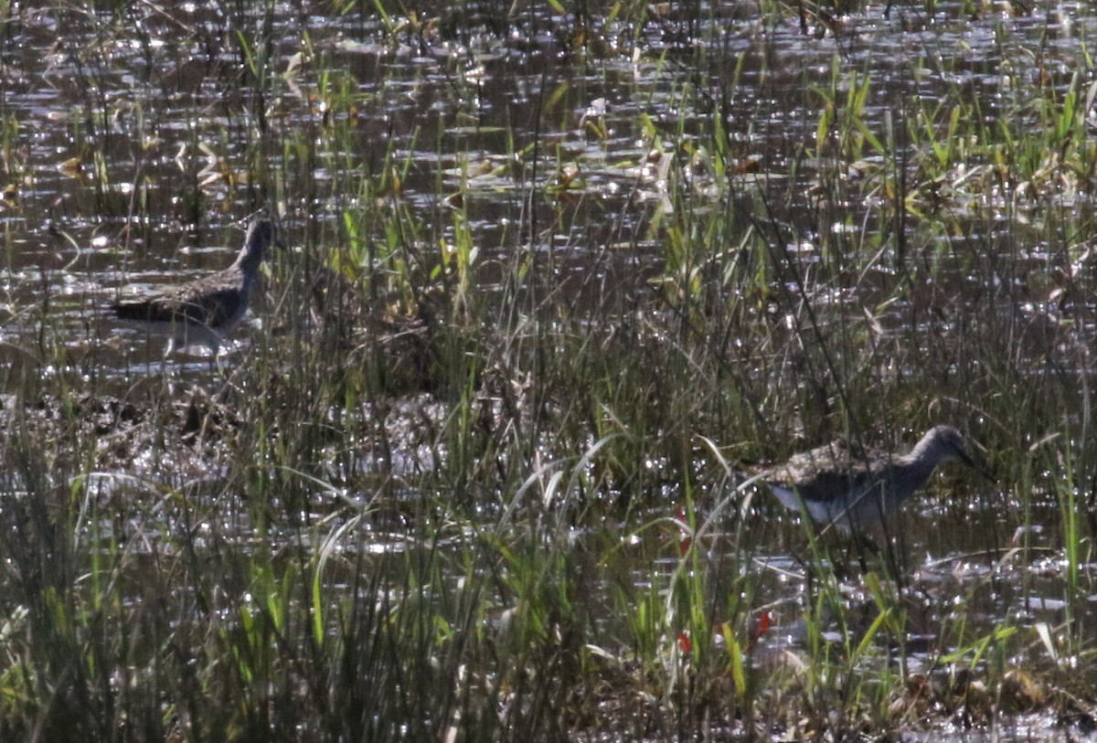 Lesser Yellowlegs - ML96536141