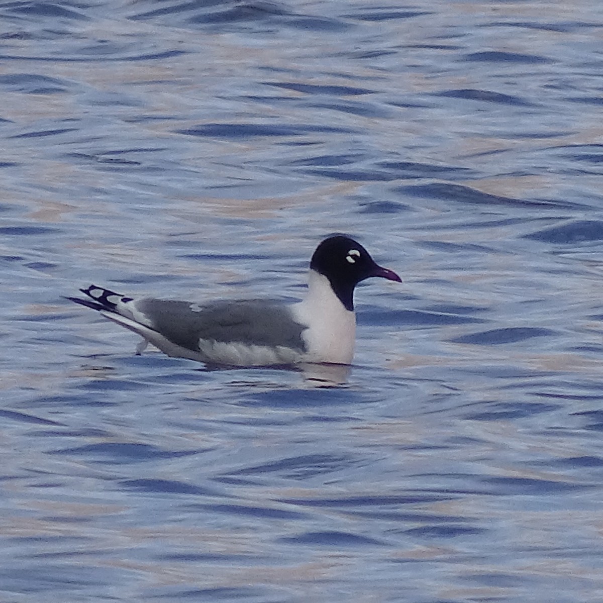 Franklin's Gull - ML96537771