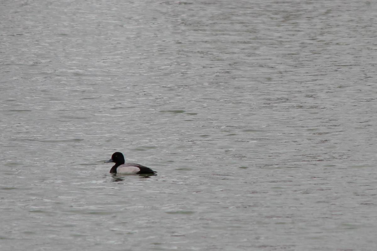 Lesser Scaup - ML96537991