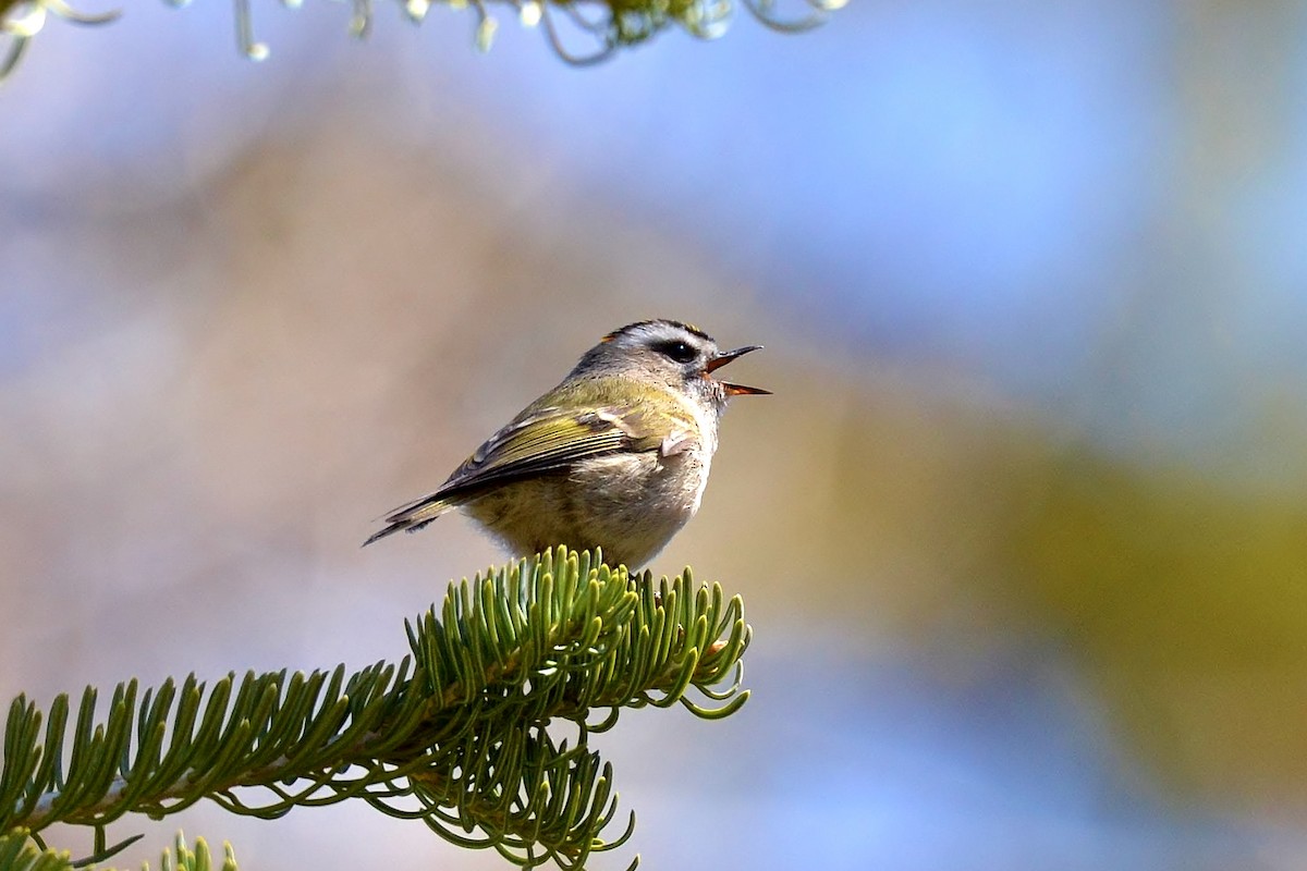 Golden-crowned Kinglet - ML96538471