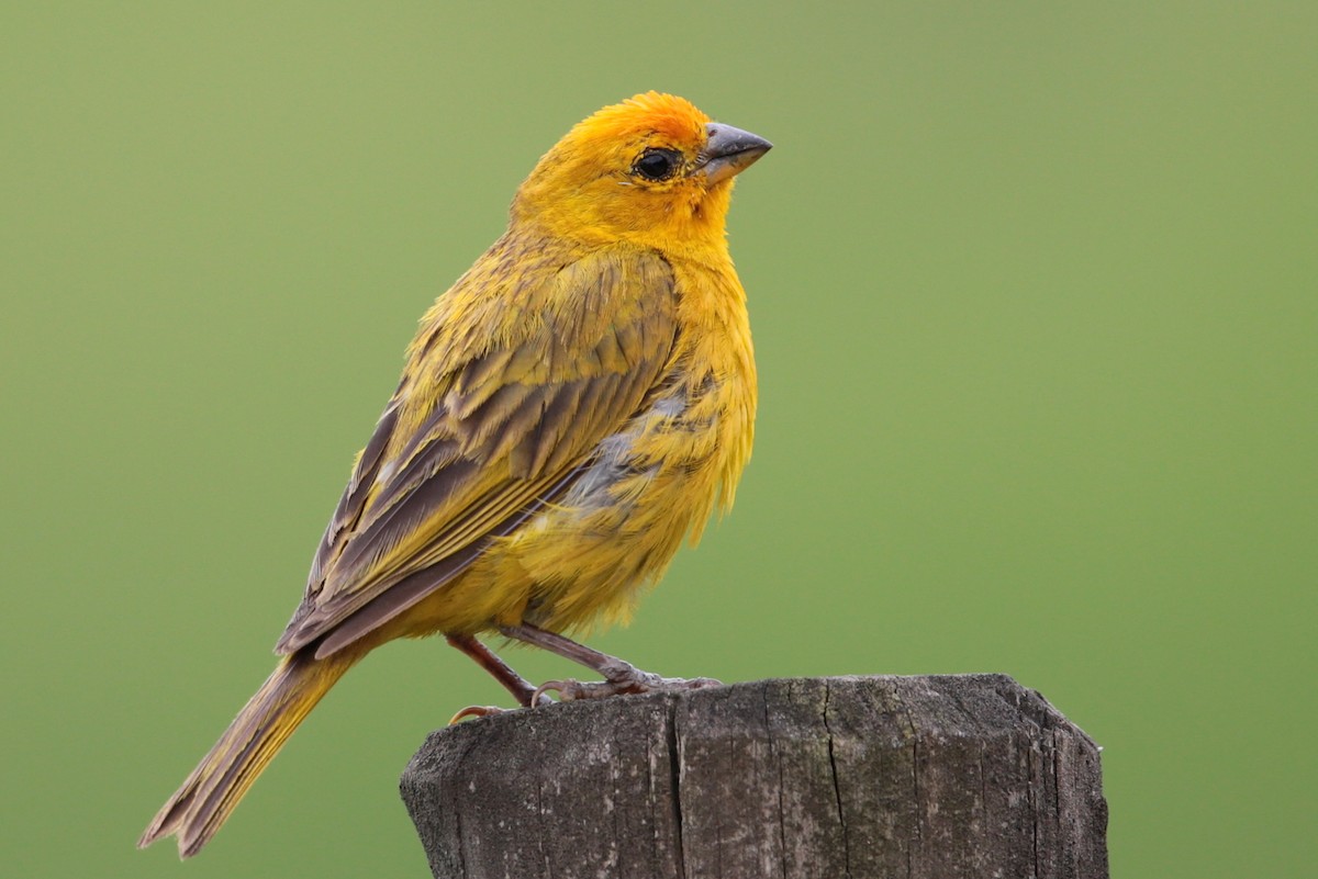 Saffron Finch - ML96540431