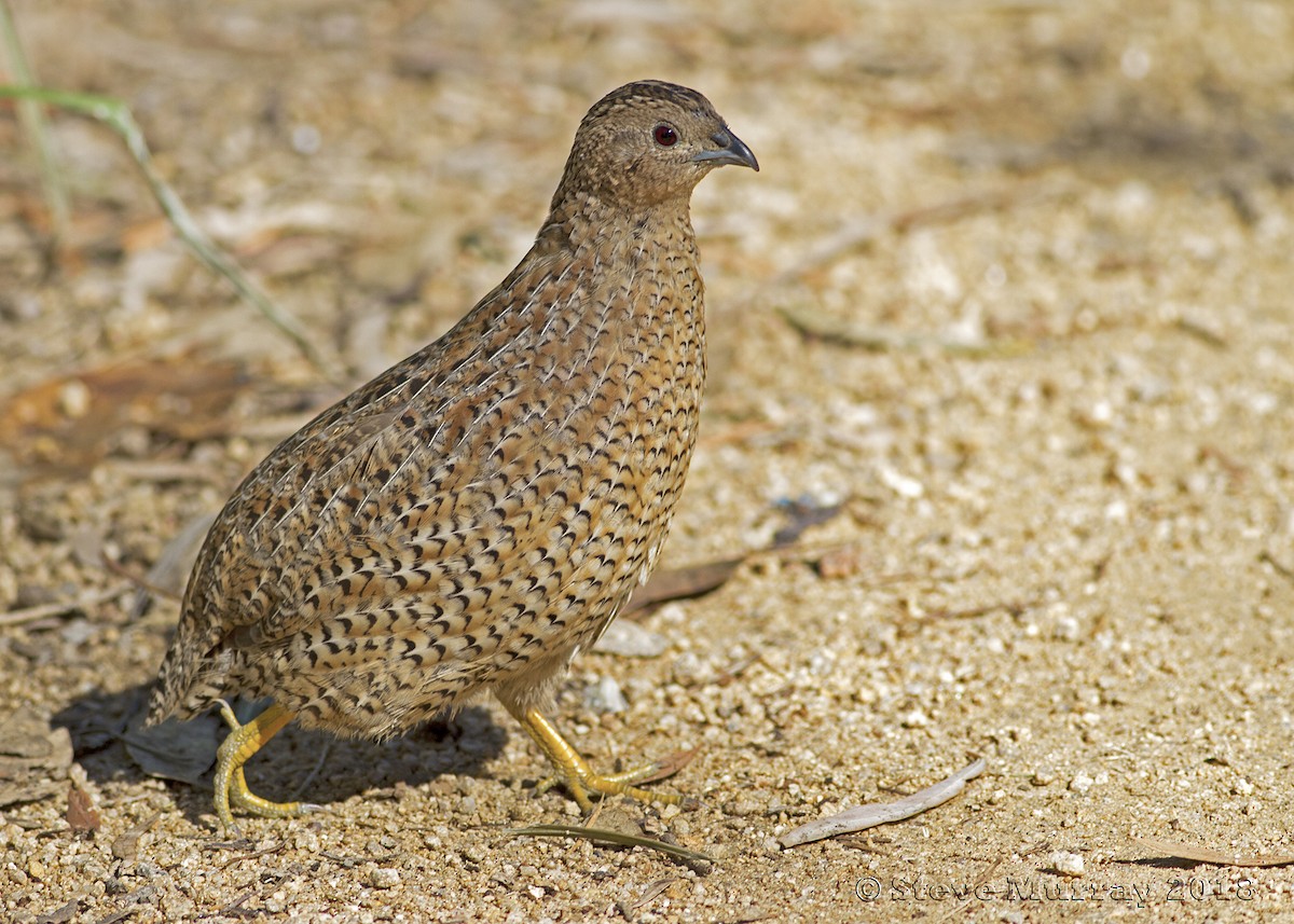 Brown Quail - ML96540731