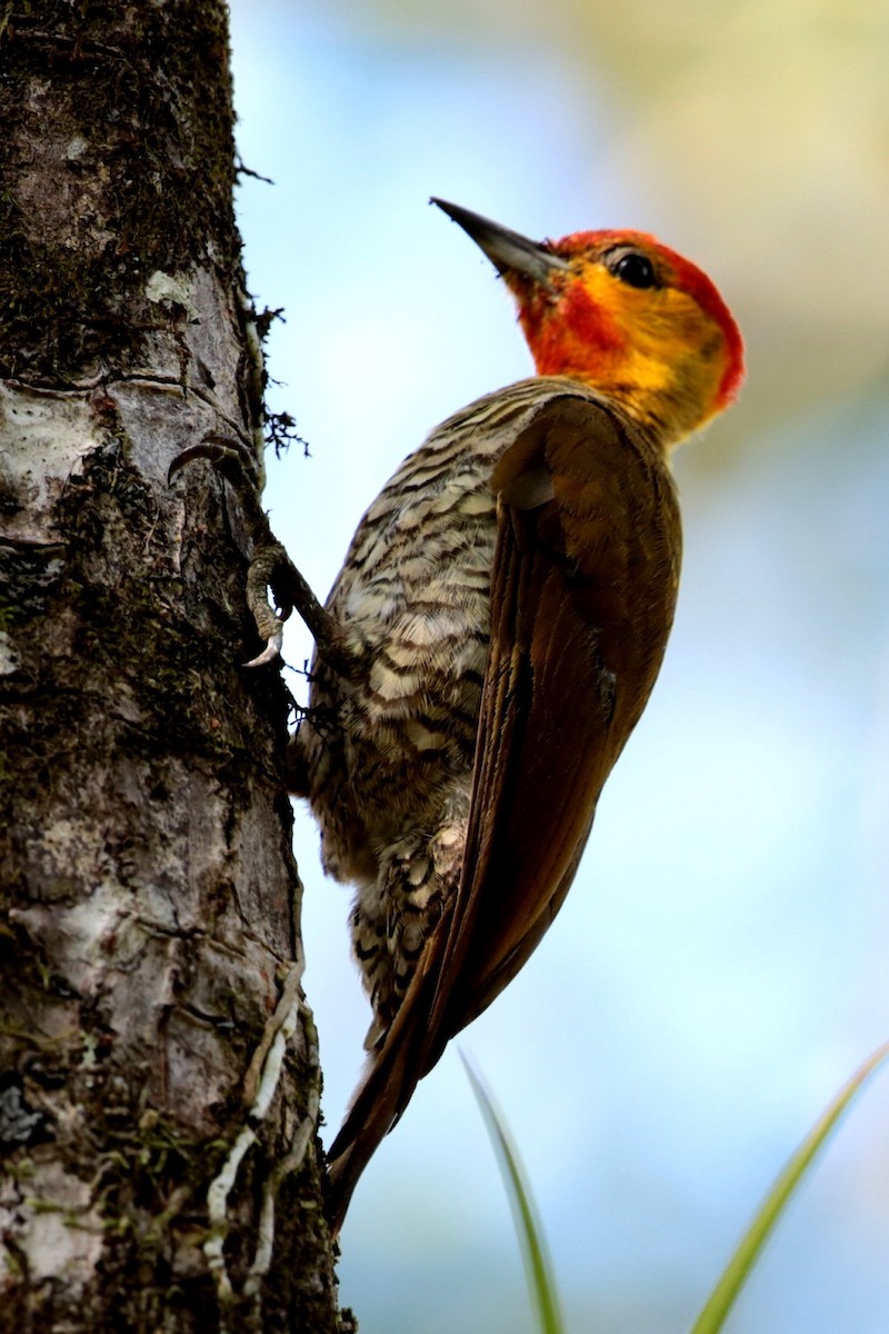 Yellow-throated Woodpecker - Aaron Maizlish