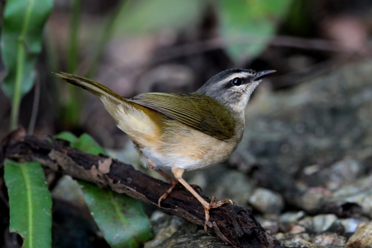 Riverbank Warbler - ML96541411