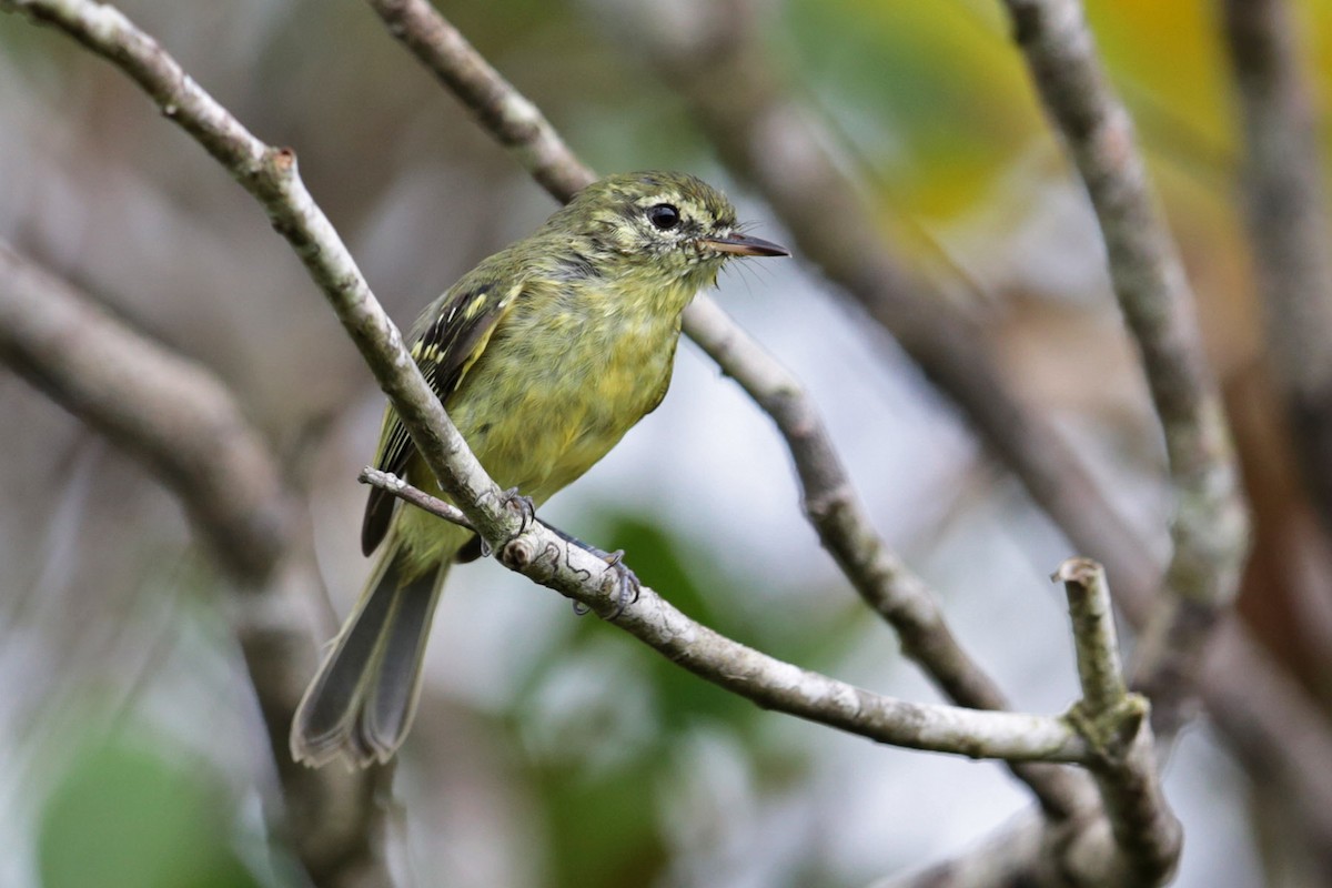 Restinga Tyrannulet - ML96541661