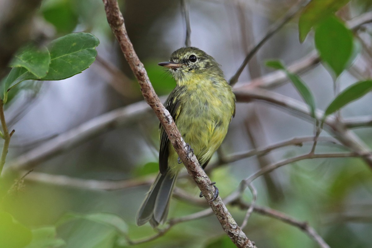 Restinga Tyrannulet - ML96541671